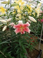 [5211 Sannomiya 20 ST No01 .JPG]